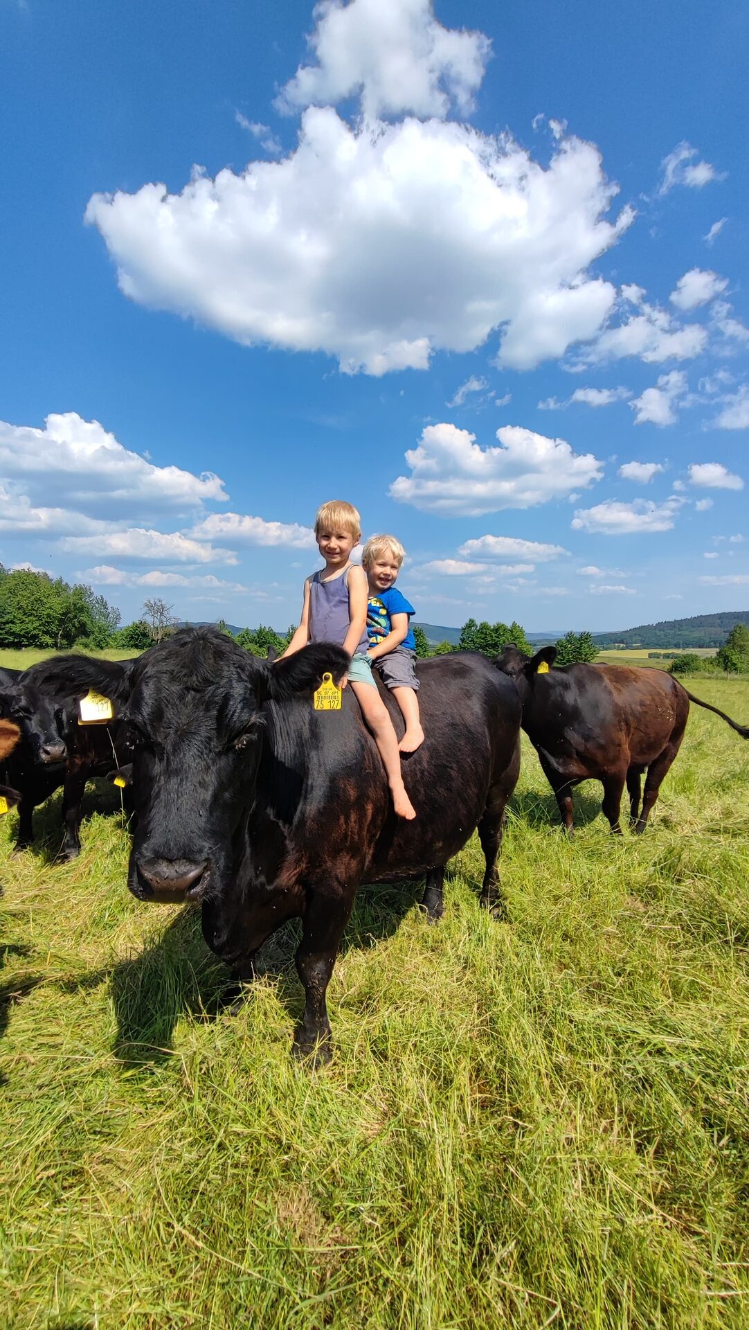 Kinder sitzen auf einem Black Angus Rind auf dem Biohof Wahsner